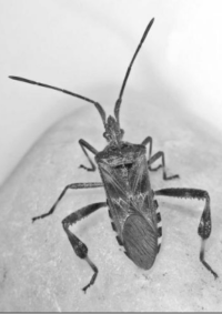 Patrimoine naturel : Une nouvelle punaise dans le Haut-Florival