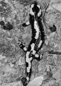 La salamandre tachetée en danger dans notre vallée