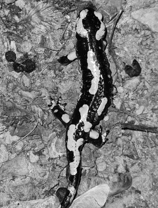 La salamandre tachetée en danger dans notre vallée